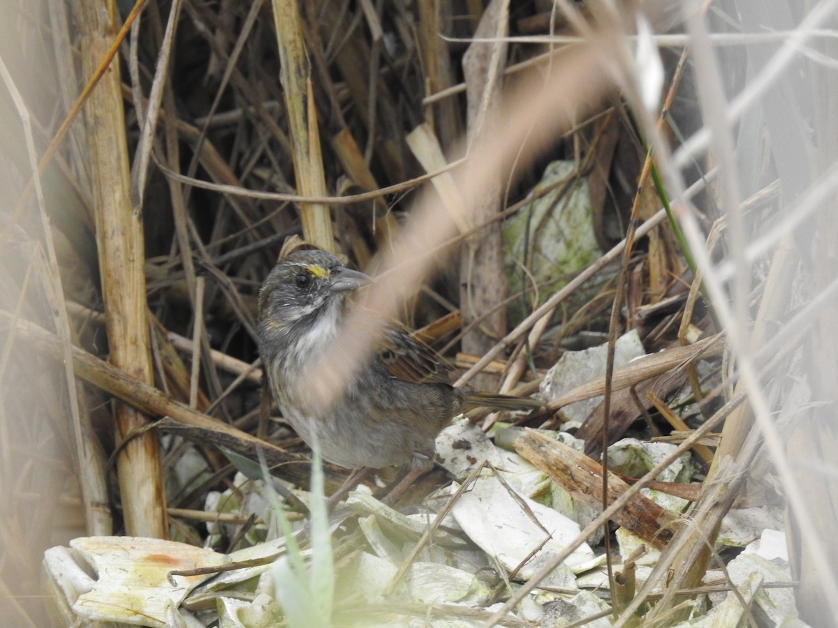 Seaside Sparrow - ML642740117