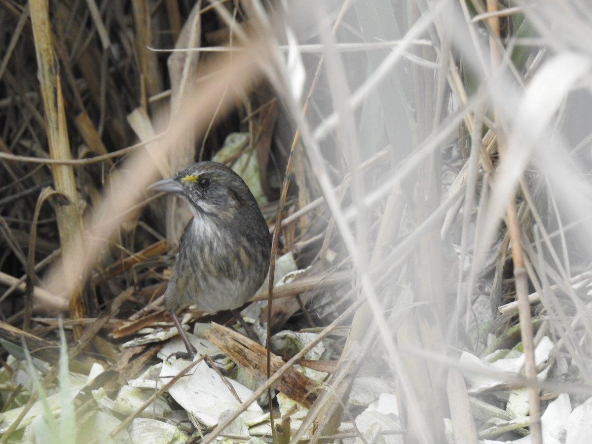 Seaside Sparrow - ML642740118