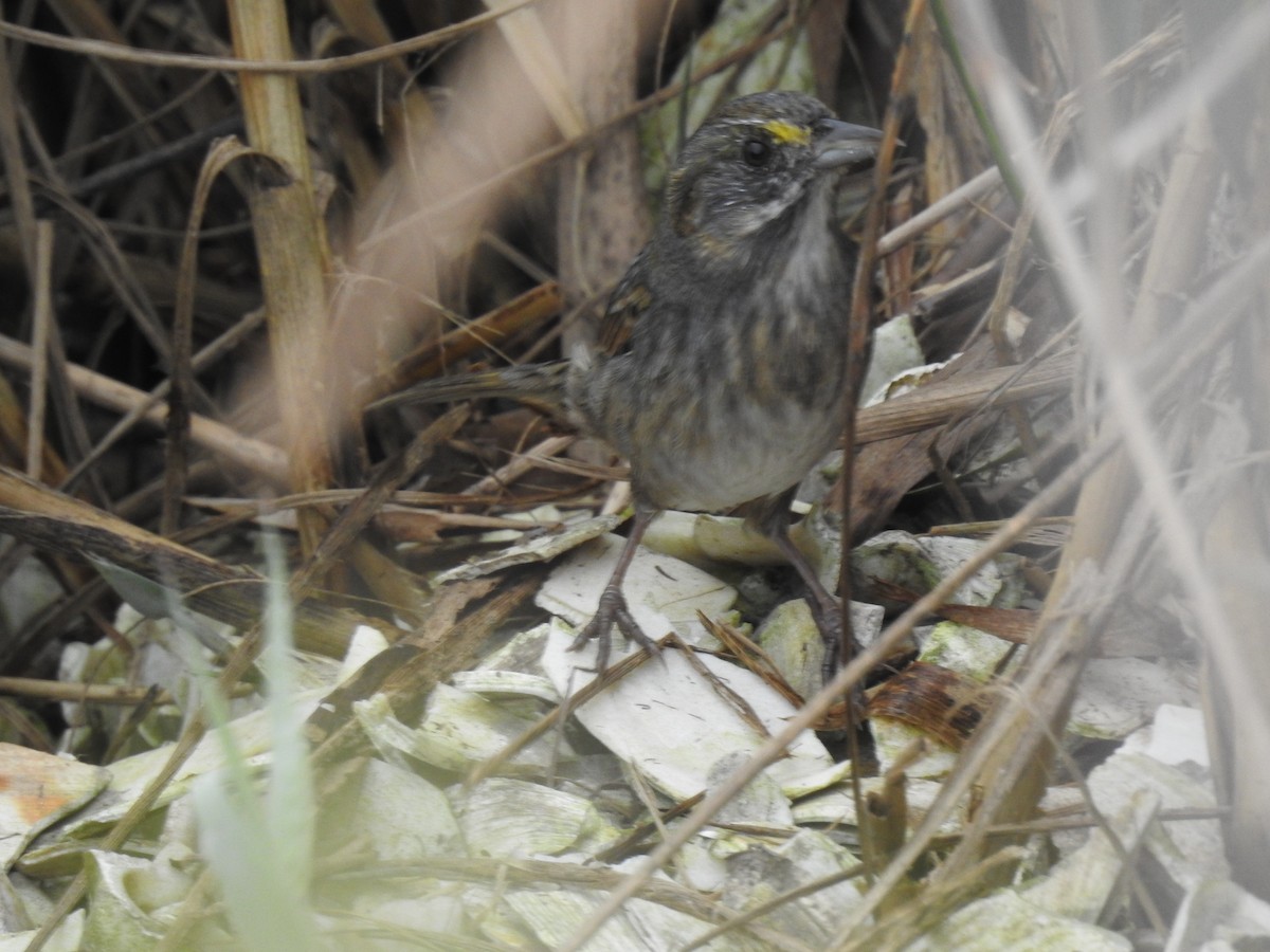 Seaside Sparrow - ML642740119