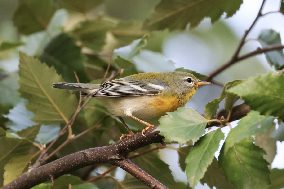 Northern Parula - ML642740120