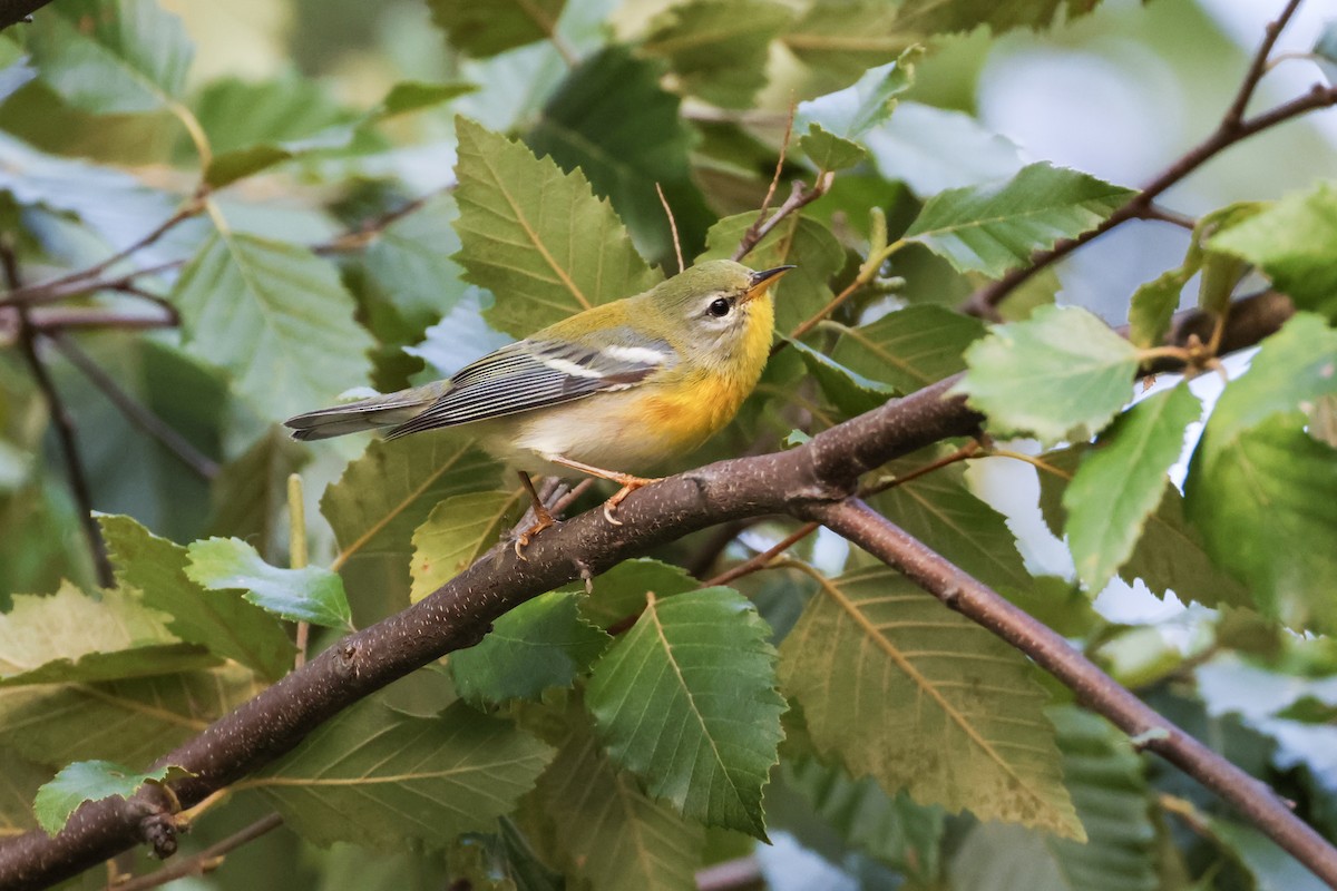 Northern Parula - ML642740121