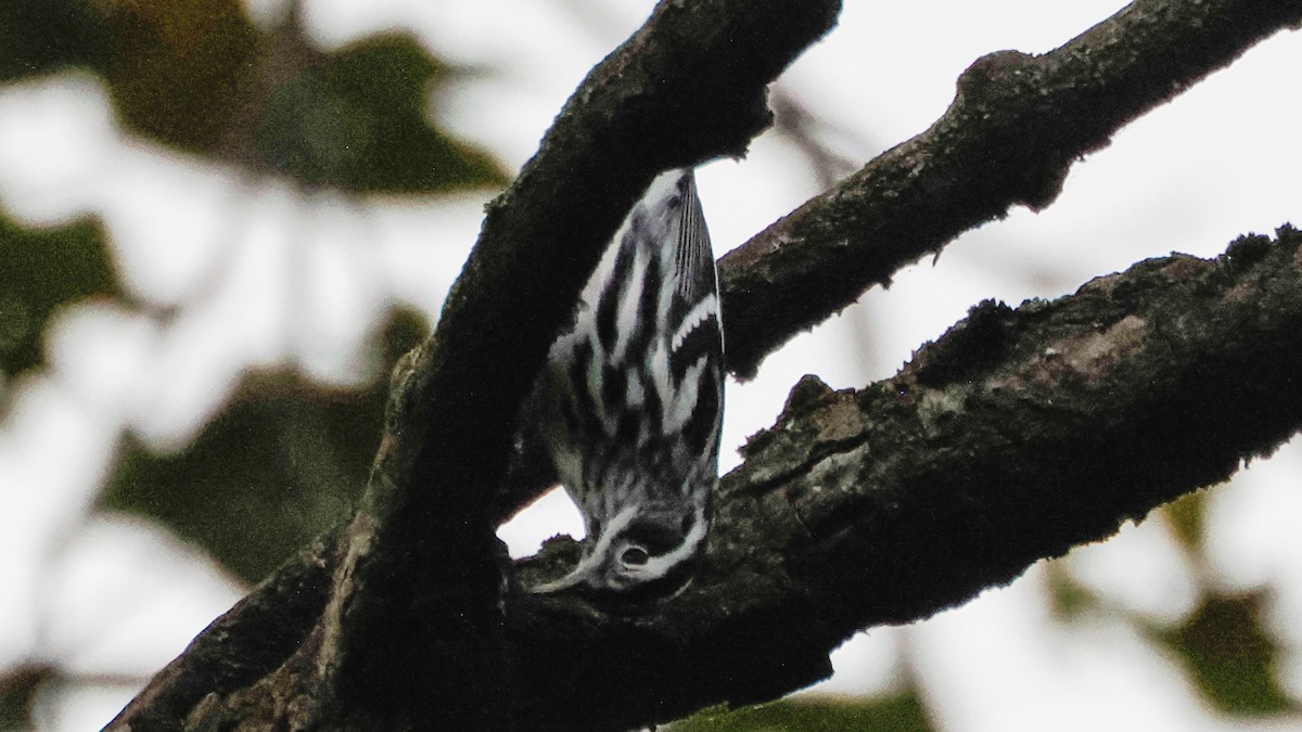 Black-and-white Warbler - ML642740124