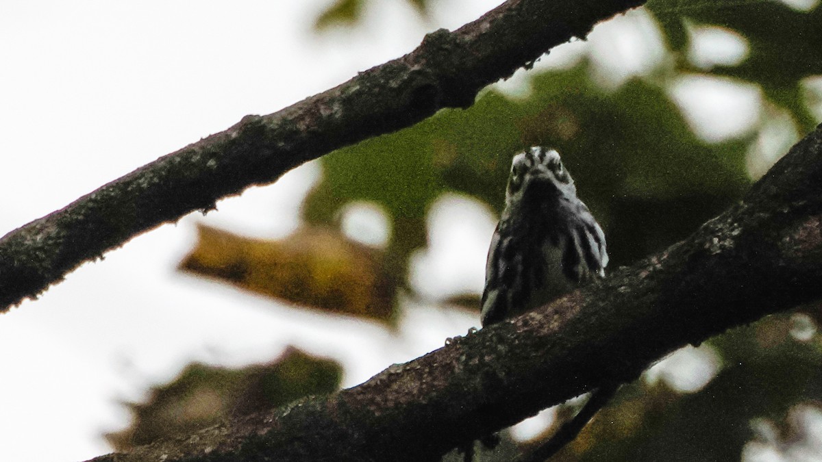 Black-and-white Warbler - ML642740125