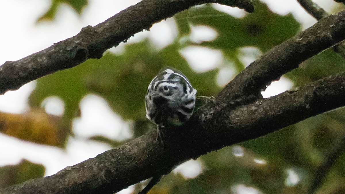 Black-and-white Warbler - ML642740126