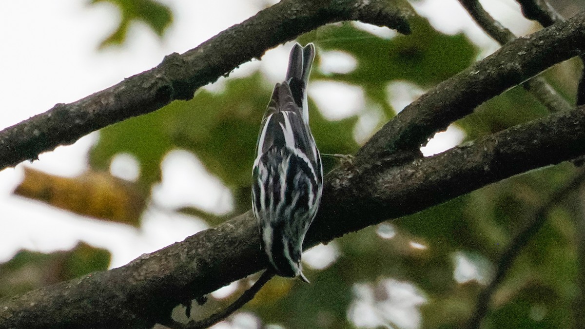 Black-and-white Warbler - ML642740127