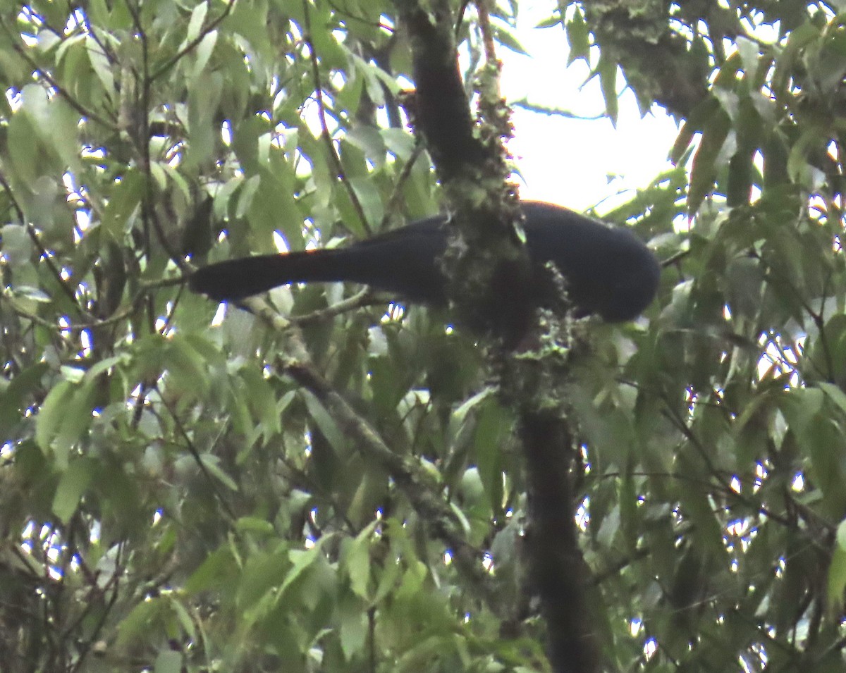 Unicolored Jay - ML642740128