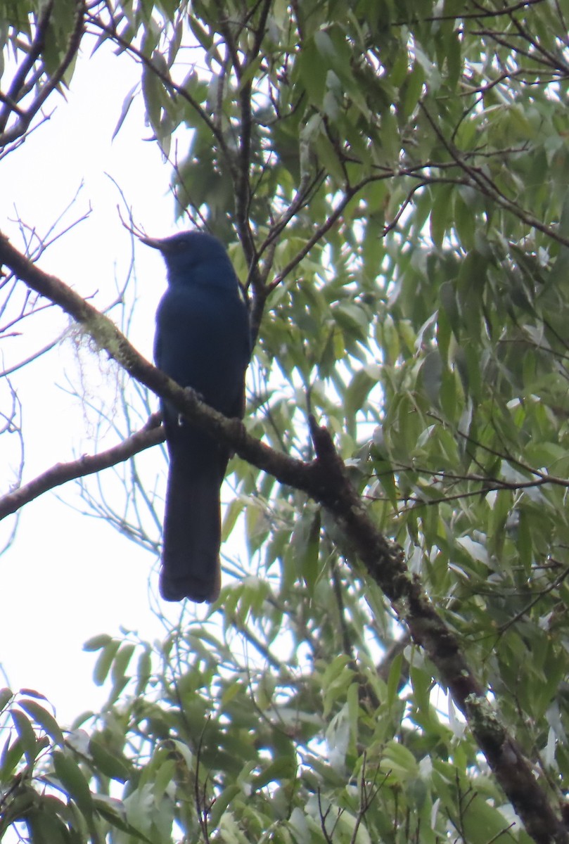 Unicolored Jay - ML642740129