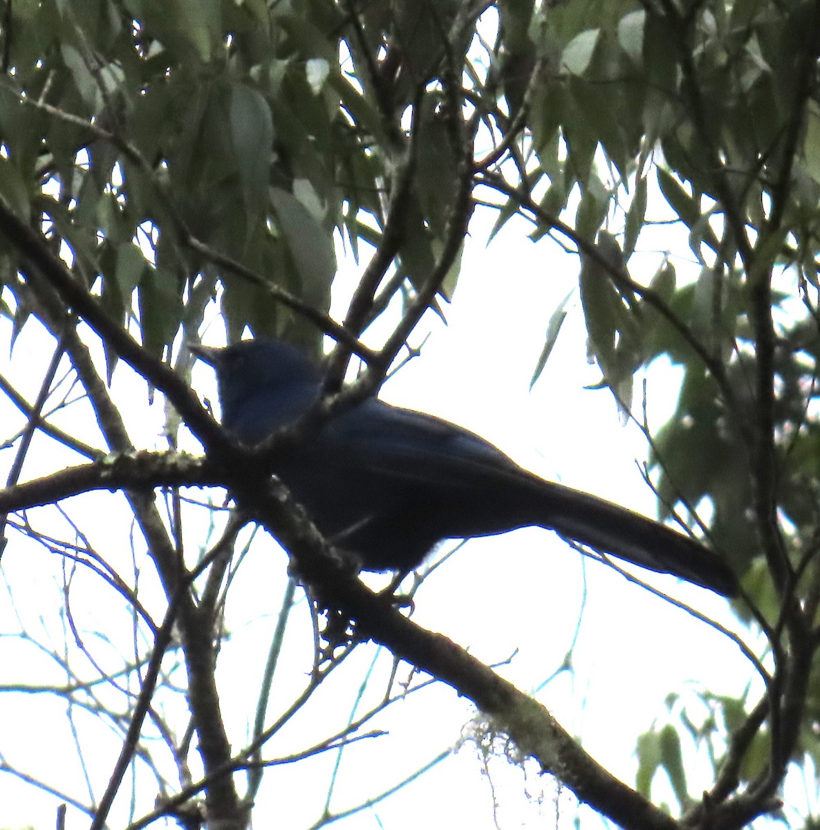 Unicolored Jay - ML642740130