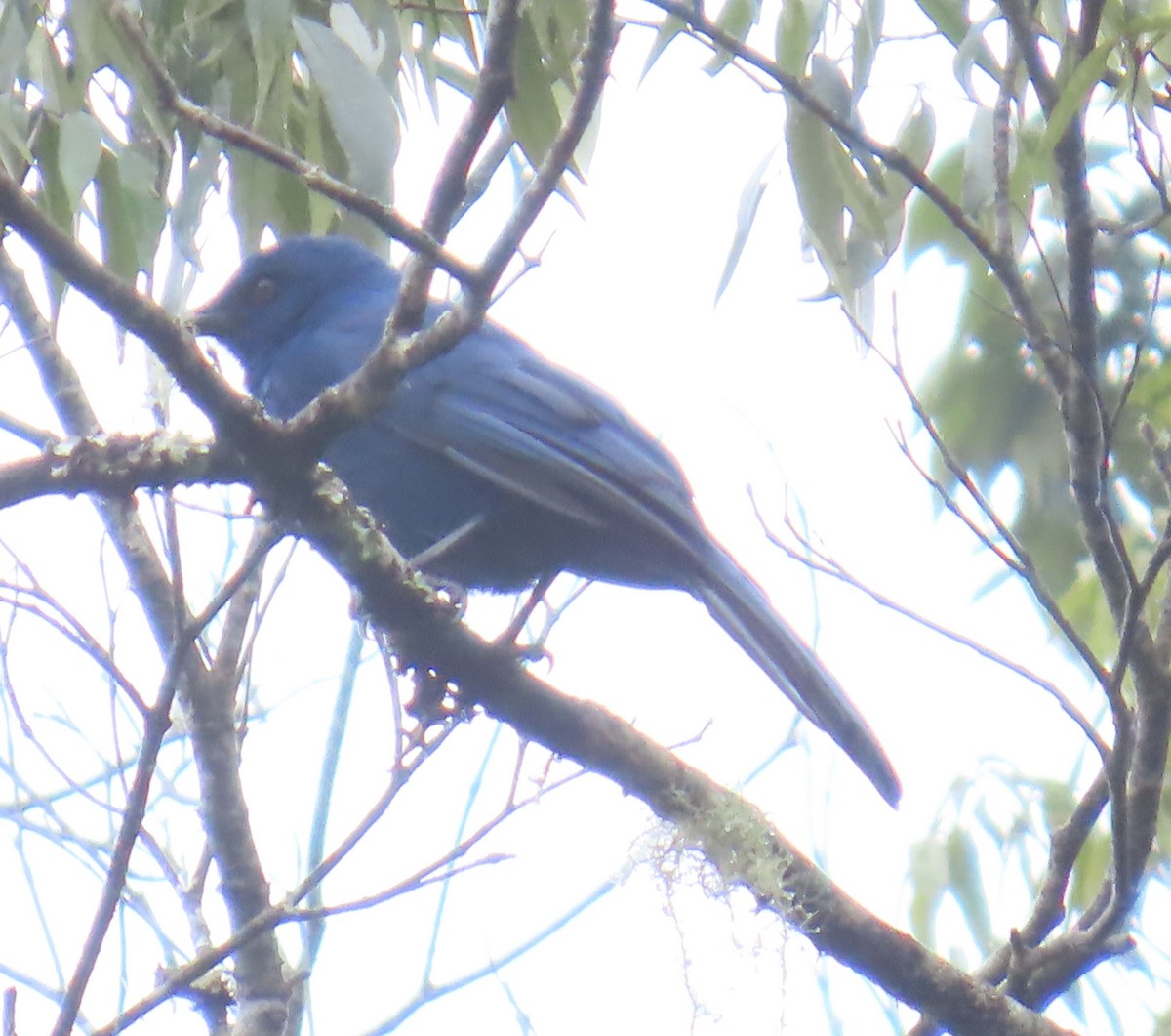 Unicolored Jay - ML642740131