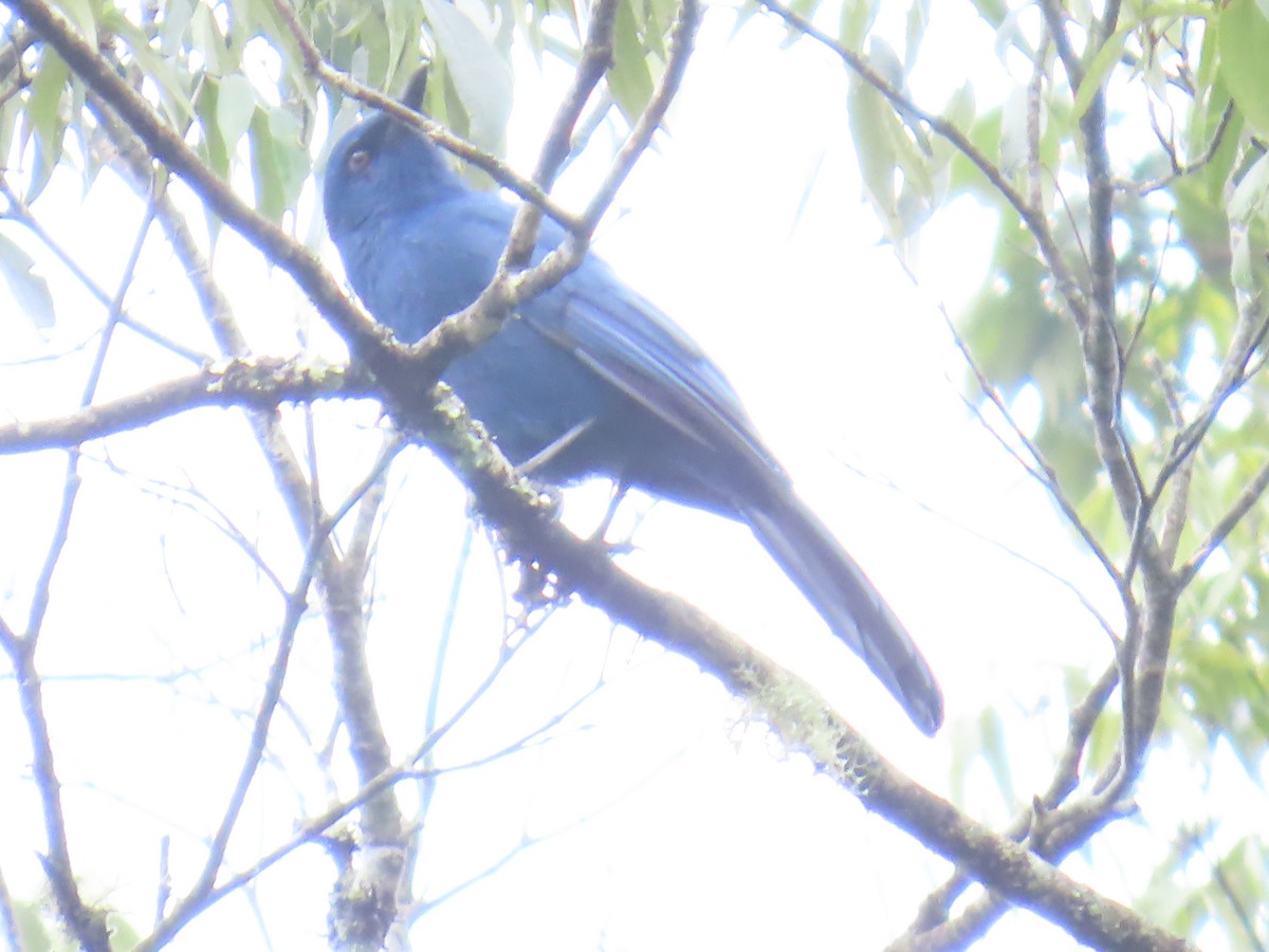 Unicolored Jay - ML642740132