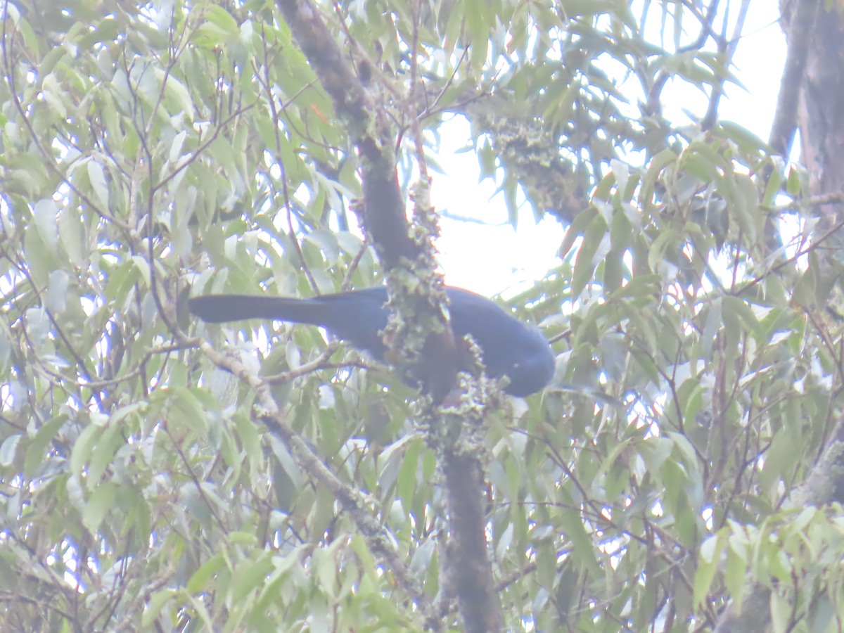 Unicolored Jay - ML642740133