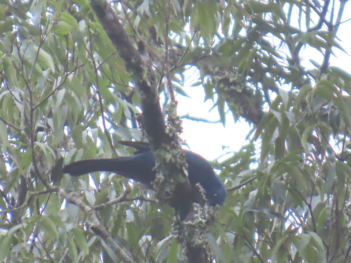 Unicolored Jay - ML642740134
