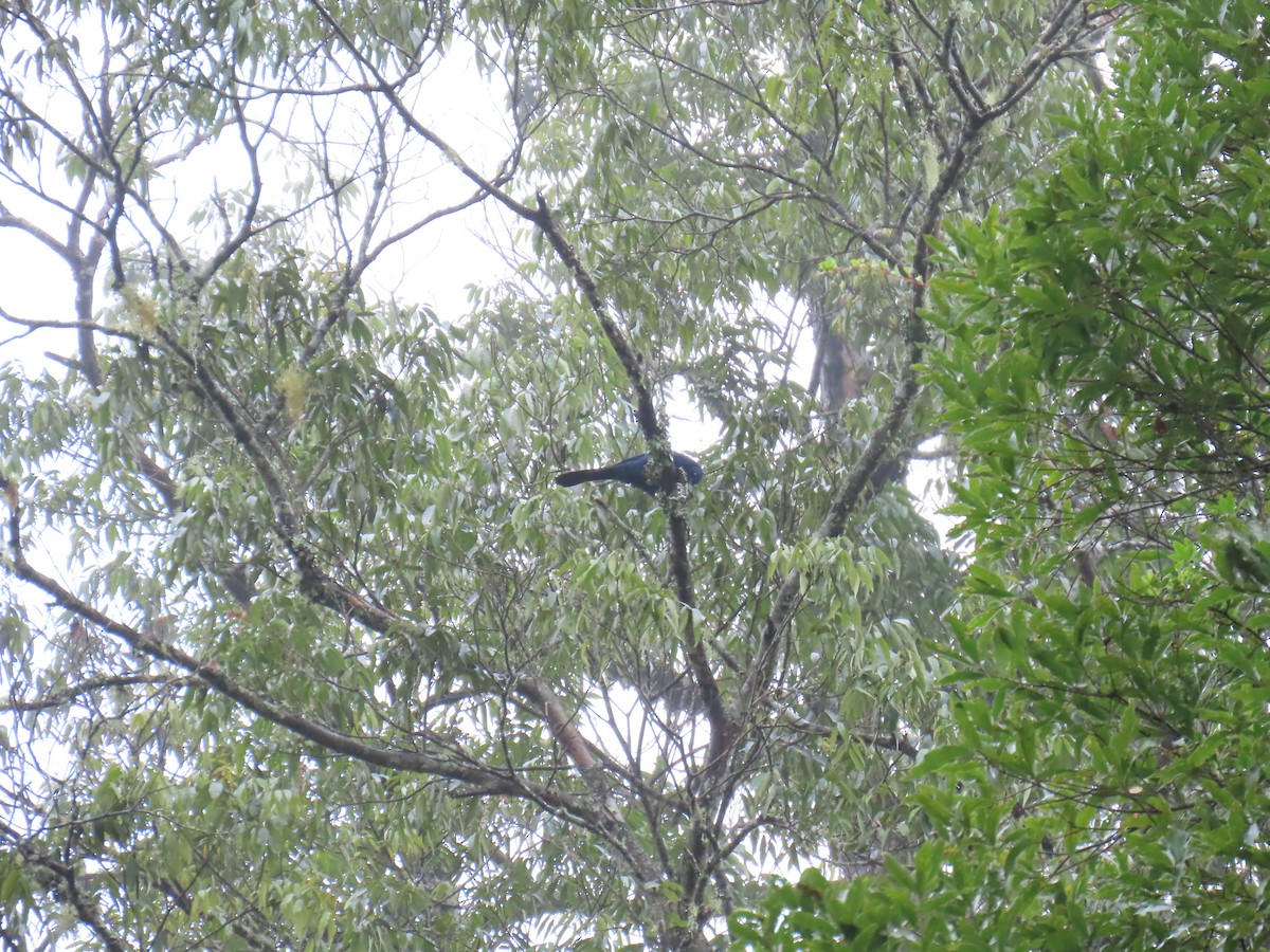 Unicolored Jay - ML642740136