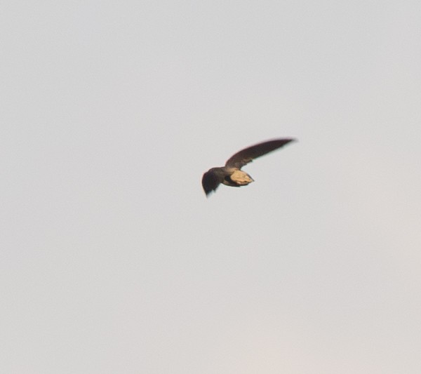 Short-tailed Swift - ML642740137