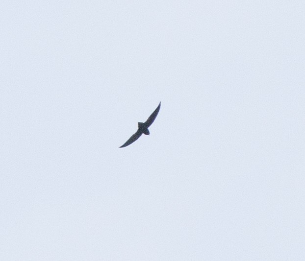 Short-tailed Swift - ML642740141
