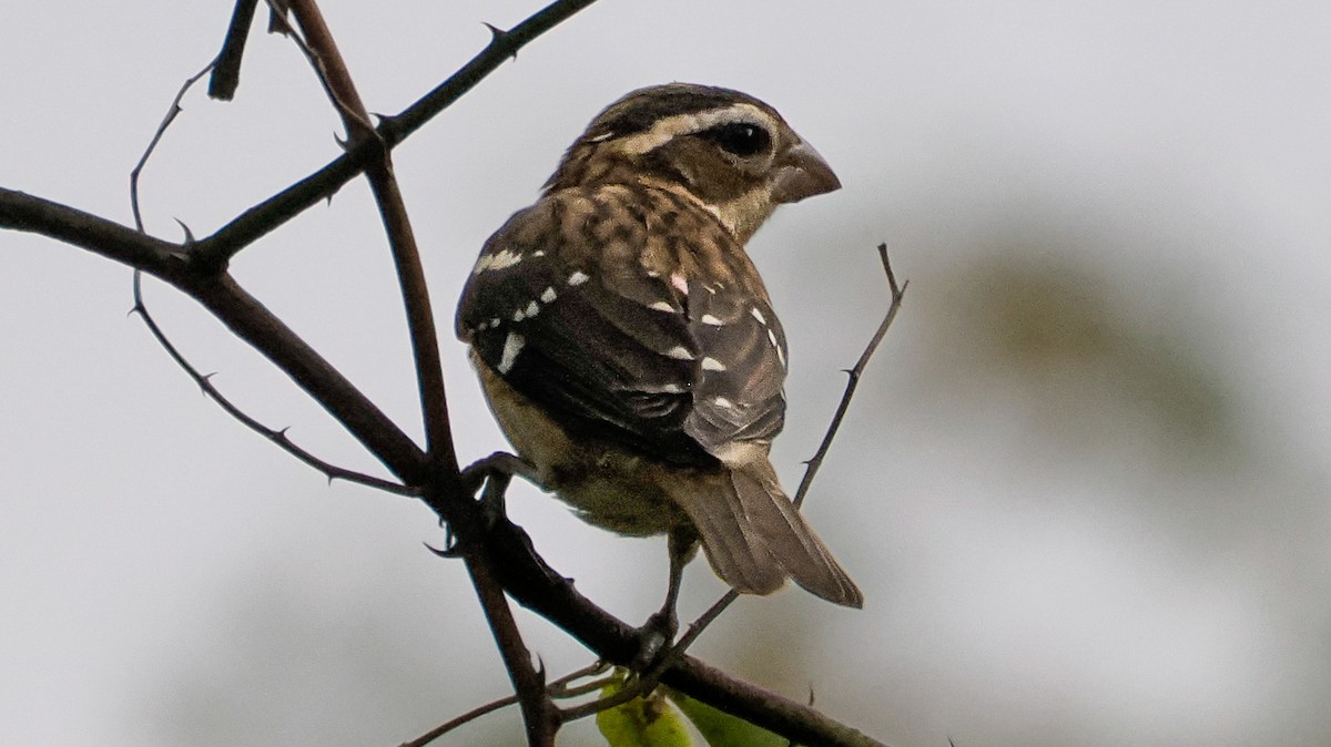 Rose-breasted Grosbeak - ML642740152