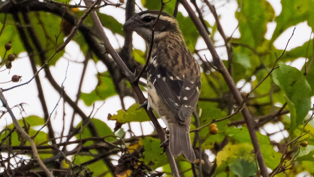 Rose-breasted Grosbeak - ML642740153