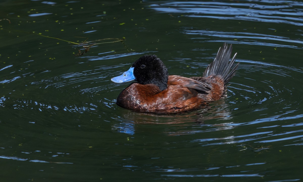 Andean Duck - ML642740181