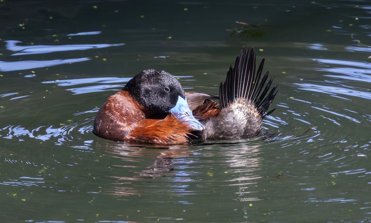 Andean Duck - ML642740182