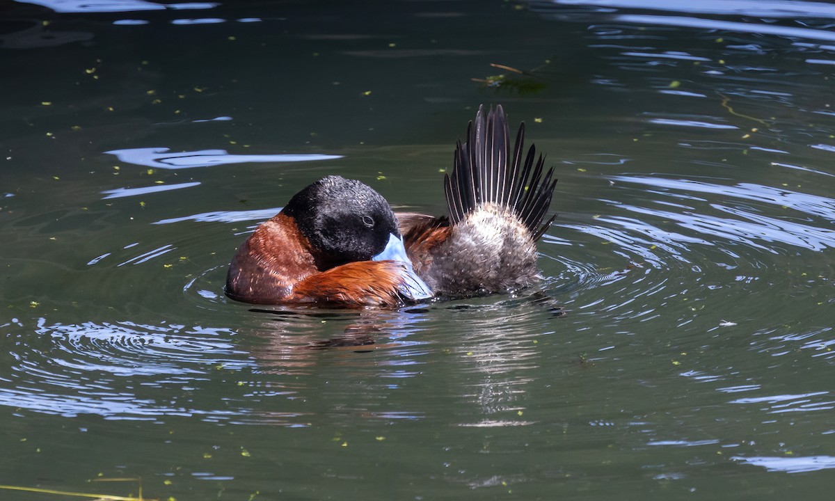 Andean Duck - ML642740183