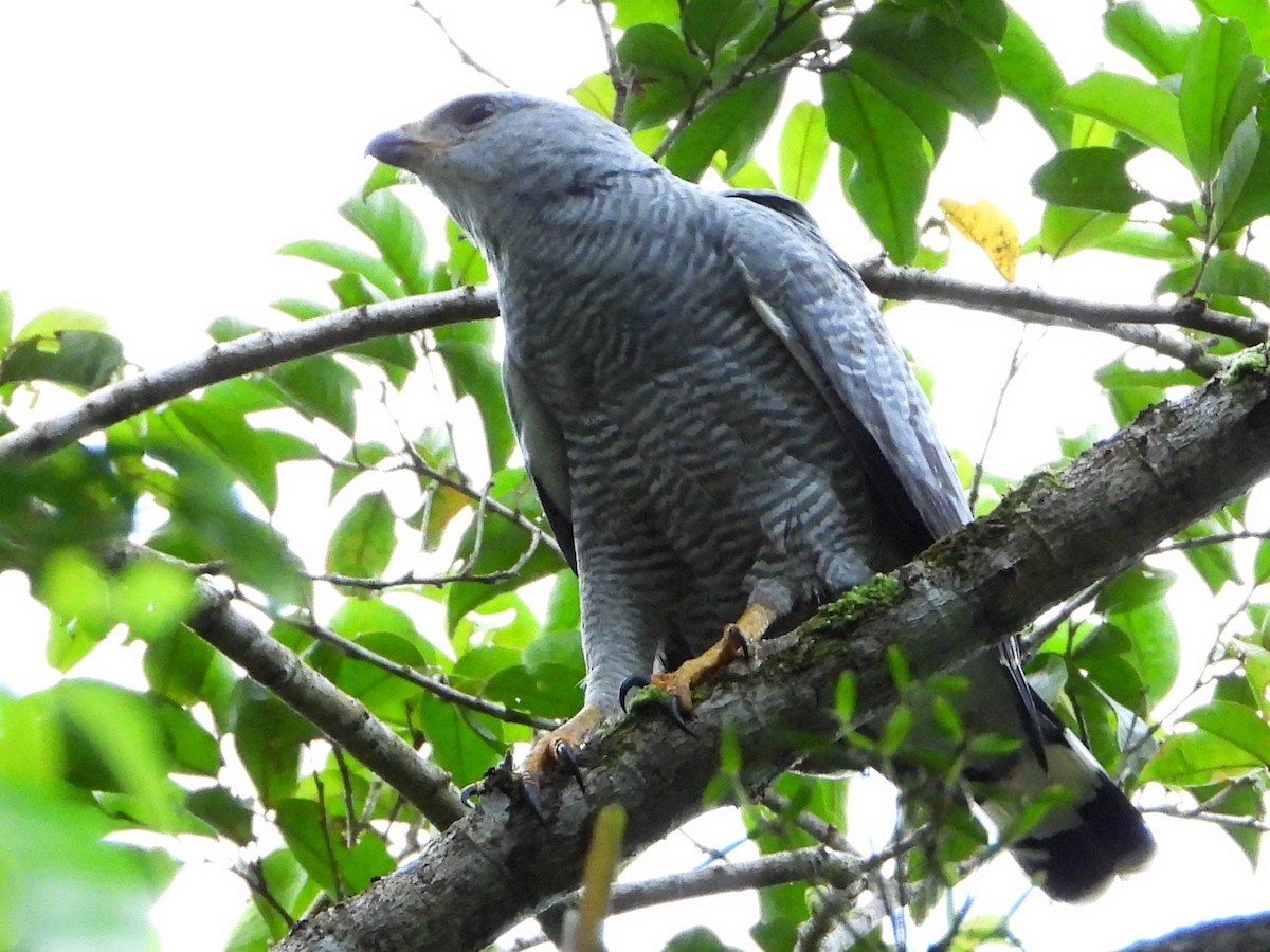 Gray-lined Hawk - ML642740186