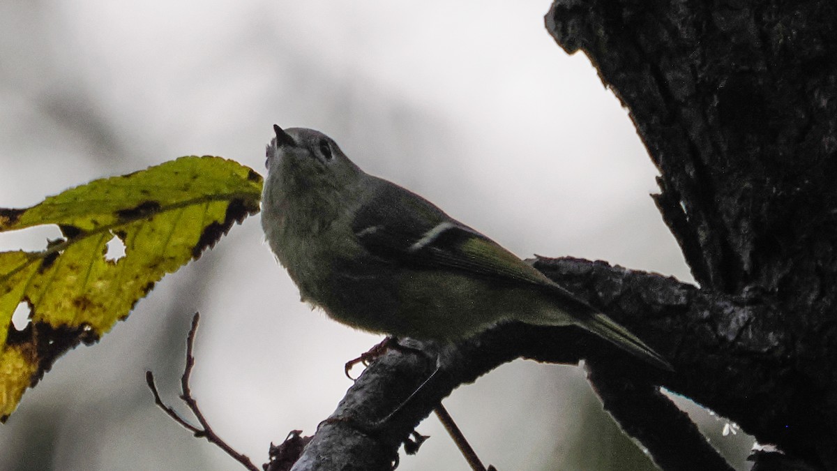Ruby-crowned Kinglet - ML642740187