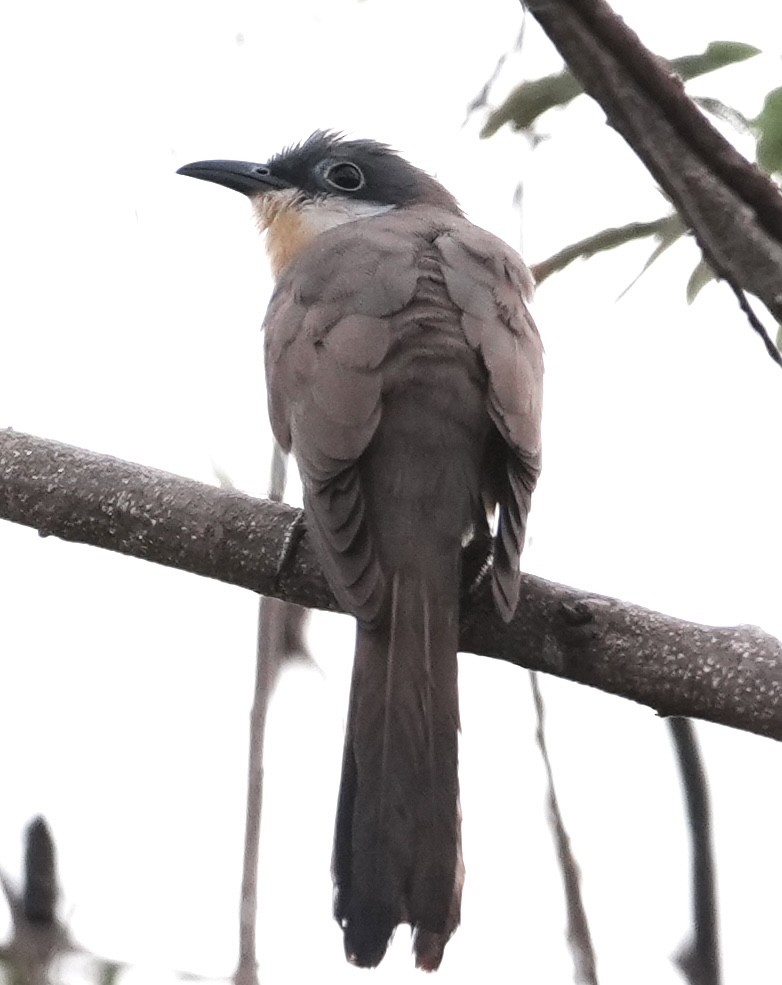 Dark-billed Cuckoo - ML642740190