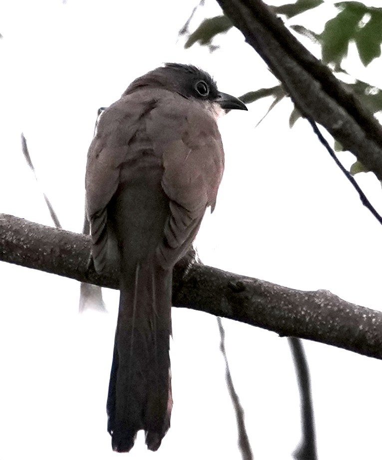 Dark-billed Cuckoo - ML642740191