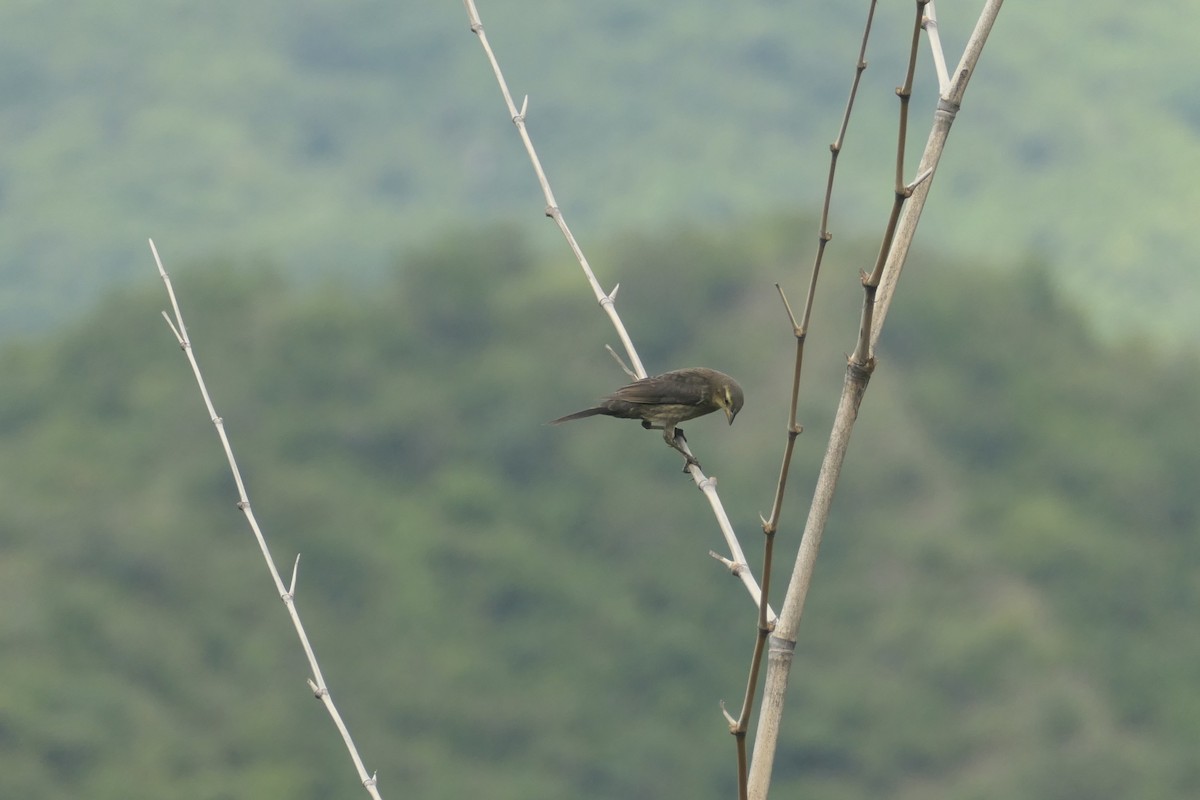 Shiny Cowbird - ML642740192