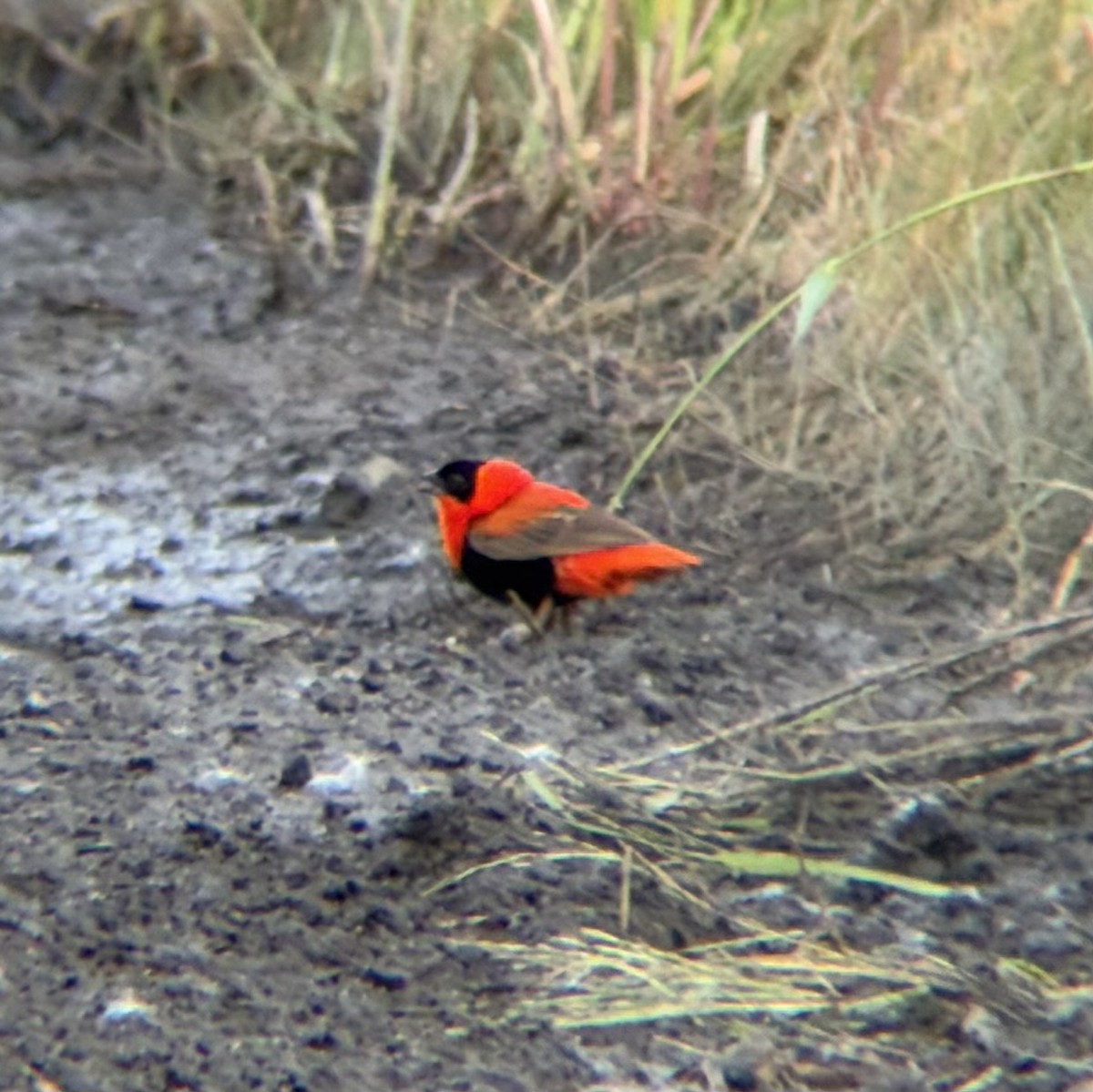 Northern Red Bishop - ML642740194