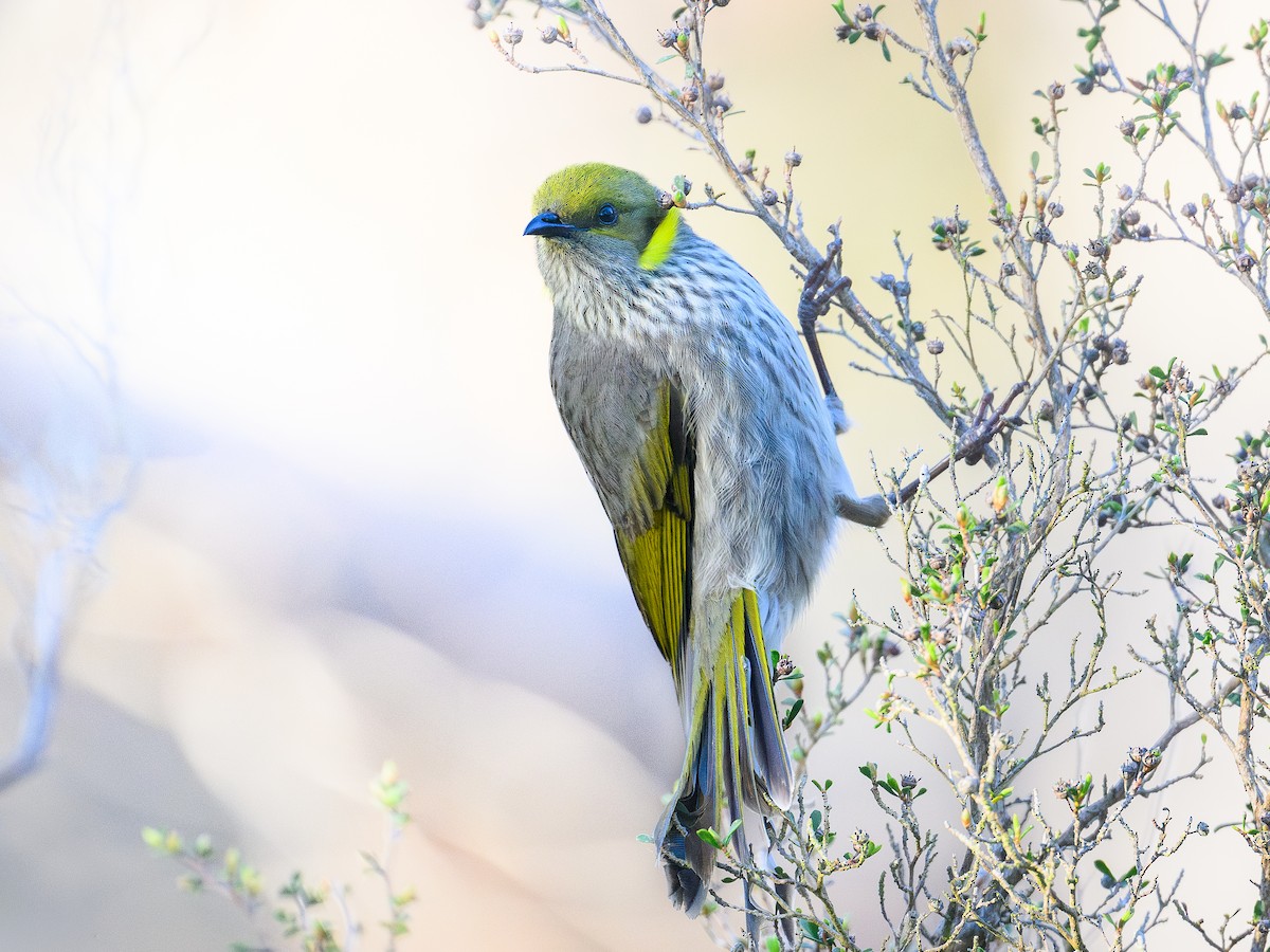 Yellow-plumed Honeyeater - ML642740200