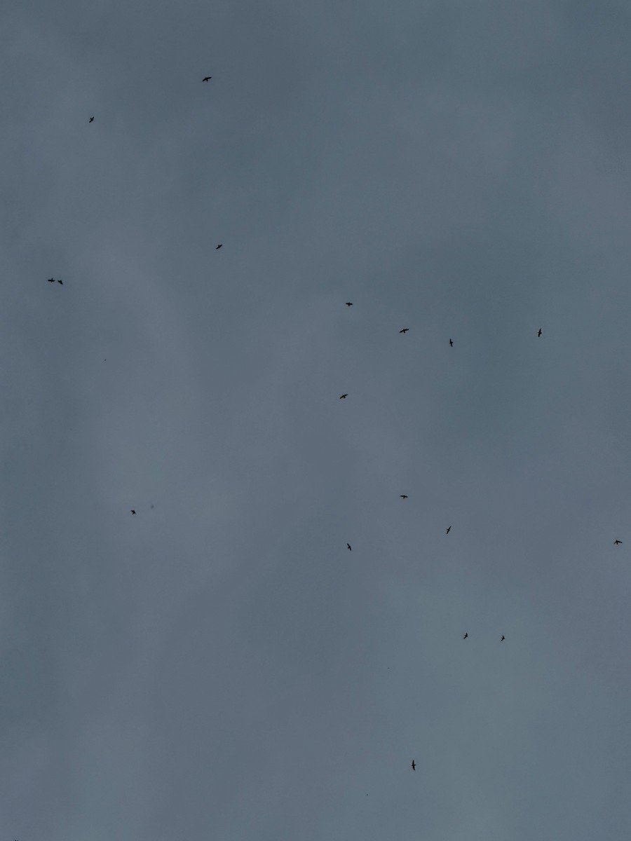 Chimney Swift - ML642740206