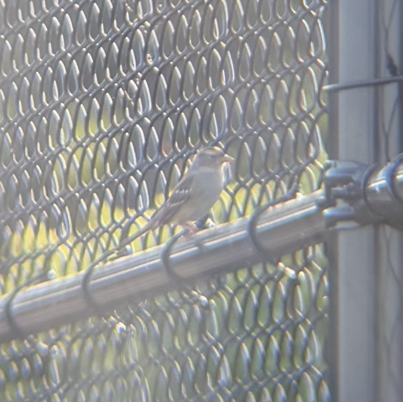 White-crowned Sparrow - ML642740208