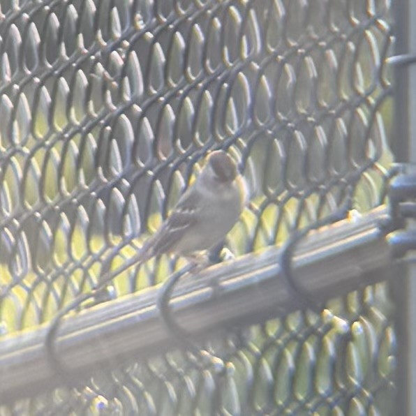 White-crowned Sparrow - ML642740209