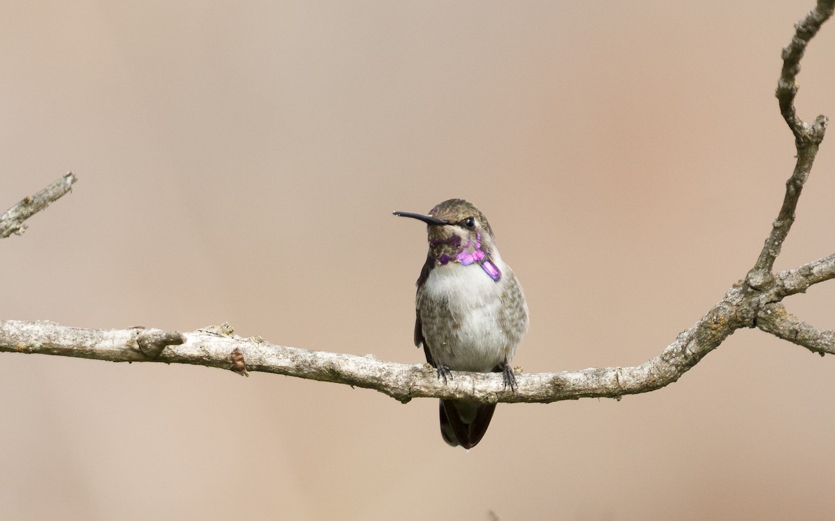 Costa's Hummingbird - ML642740213