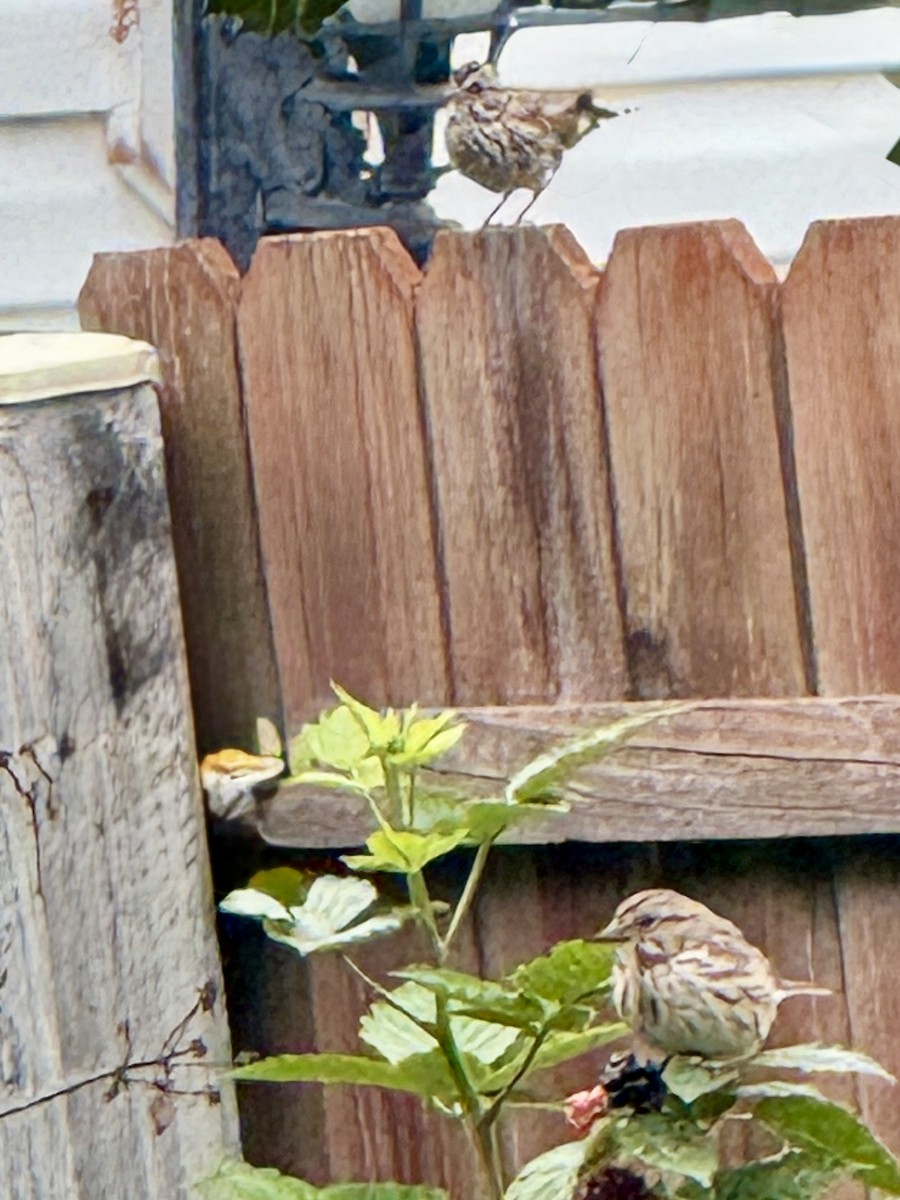 Song Sparrow - ML642740214