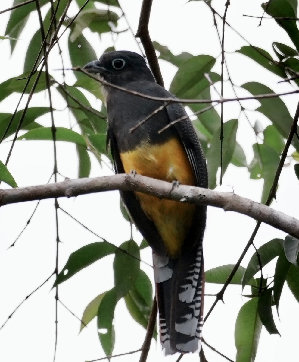 Amazonian Trogon - ML642740218
