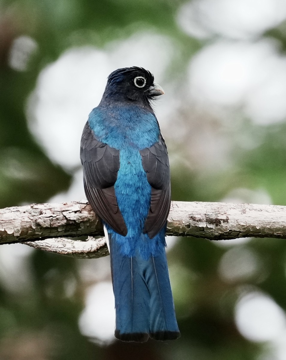 Green-backed Trogon - ML642740221