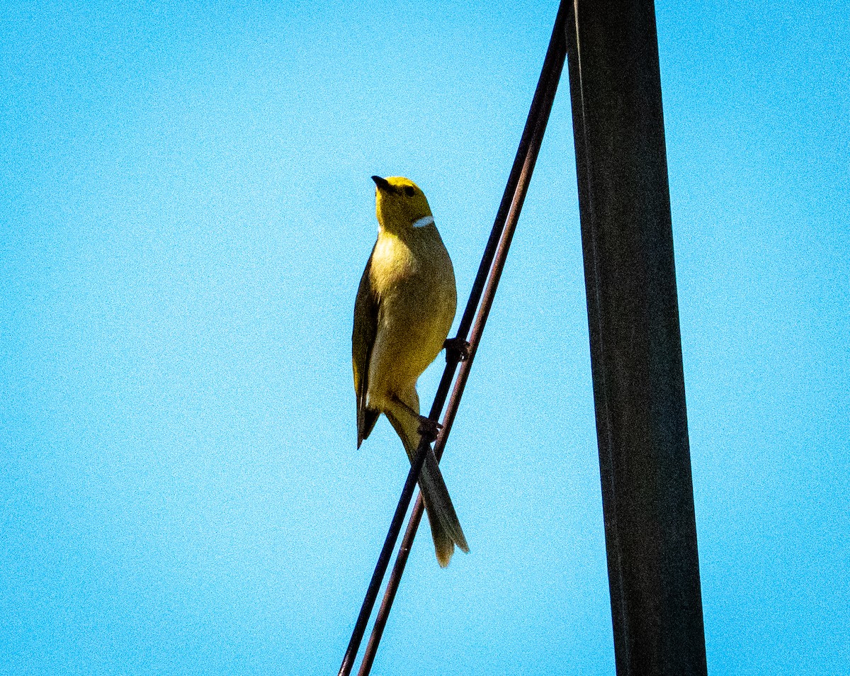 White-plumed Honeyeater - ML642740222