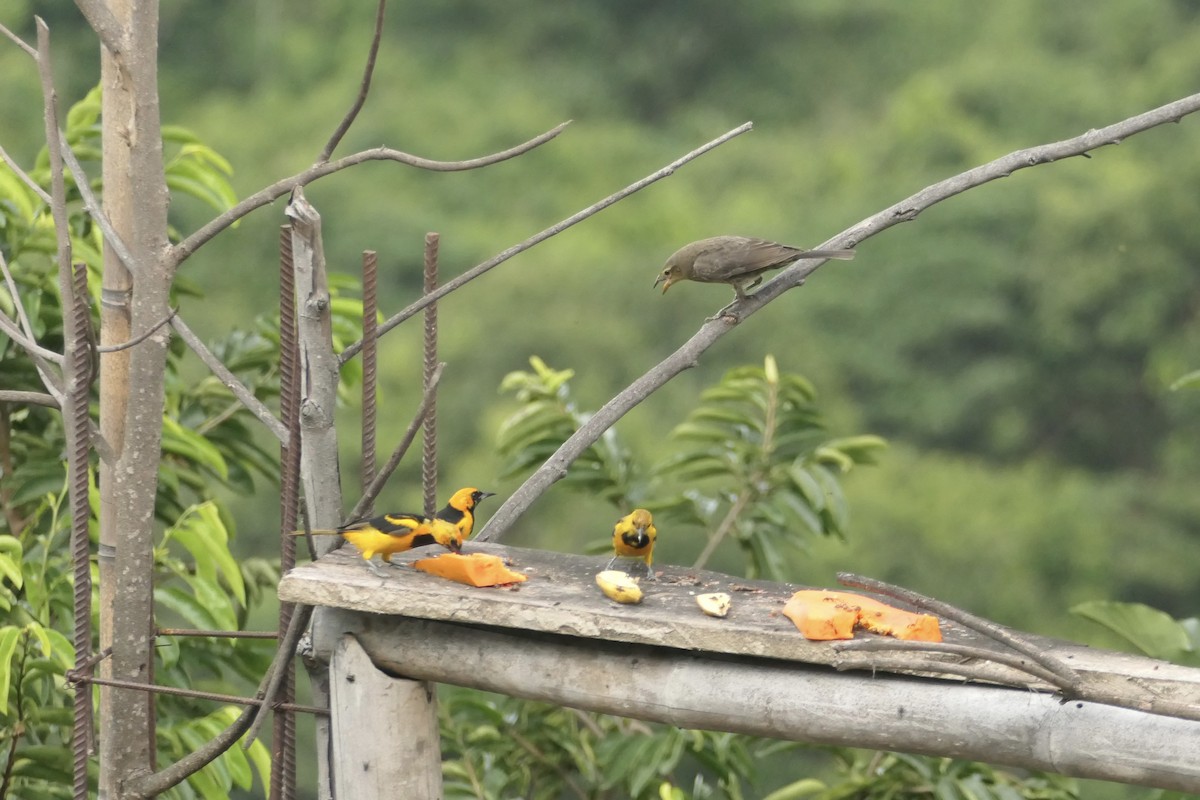 Shiny Cowbird - ML642740232