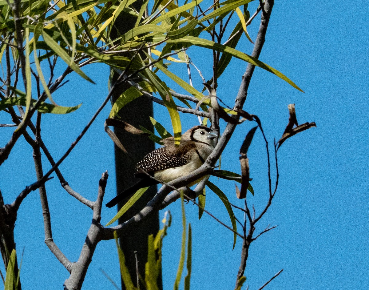 Double-barred Finch - ML642740238