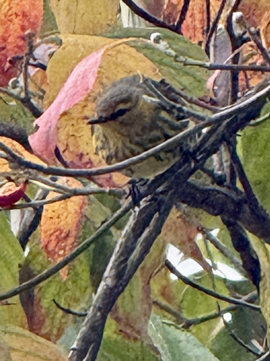 Cape May Warbler - ML642740239