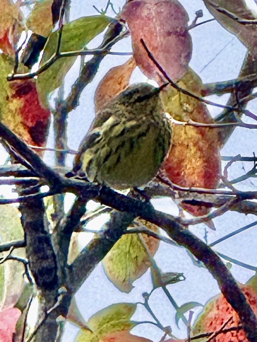 Cape May Warbler - ML642740240