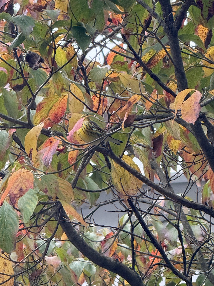 Cape May Warbler - ML642740241