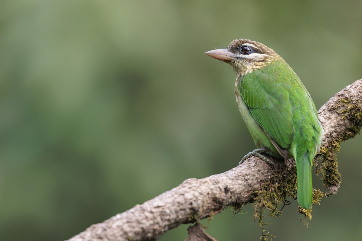 White-cheeked Barbet - ML642740260
