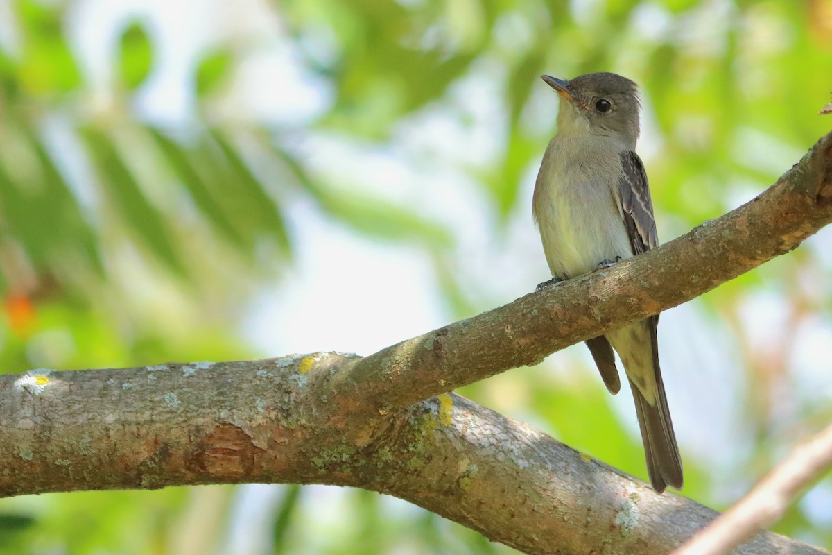 Eastern Wood-Pewee - ML642740261