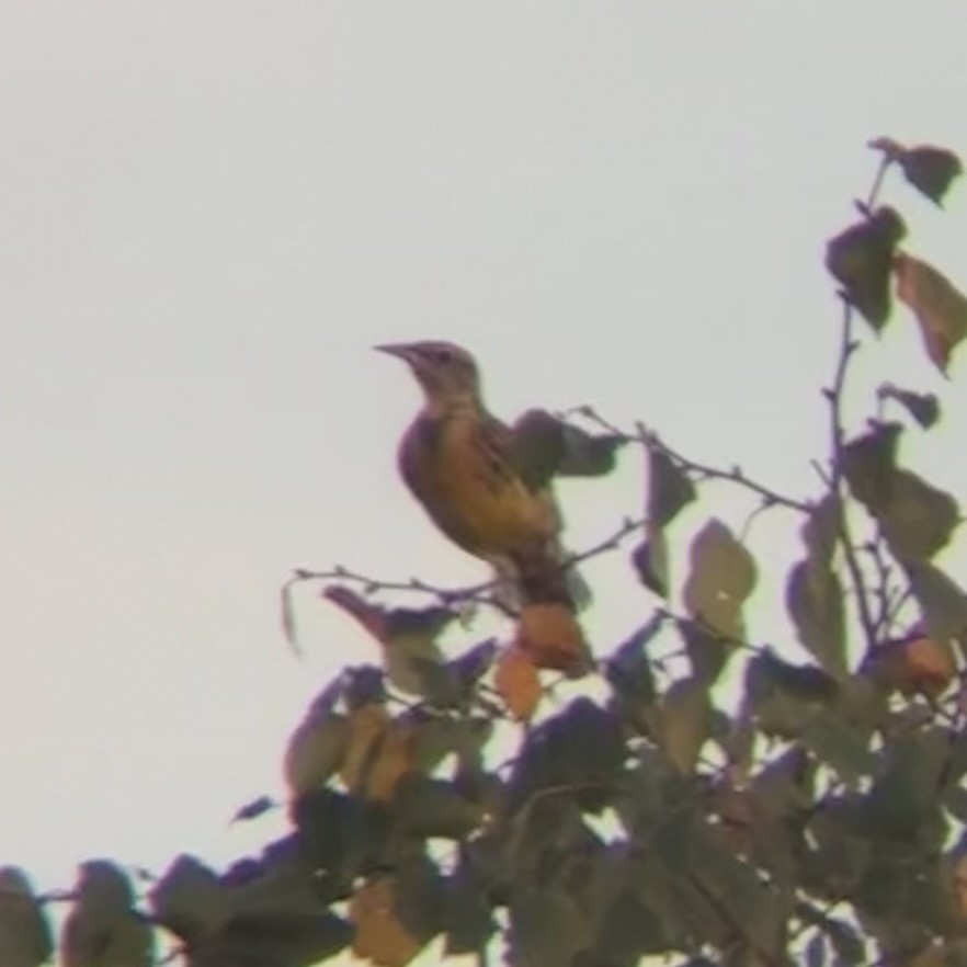 Eastern Meadowlark - ML642740265
