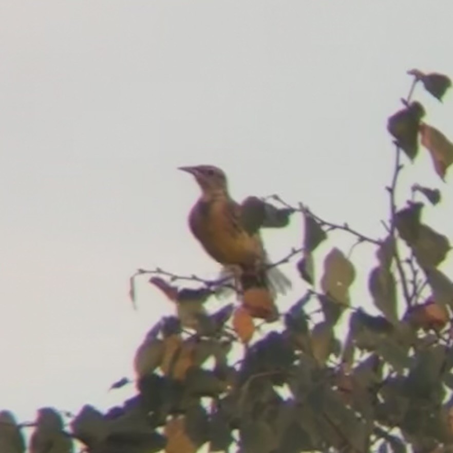 Eastern Meadowlark - ML642740267