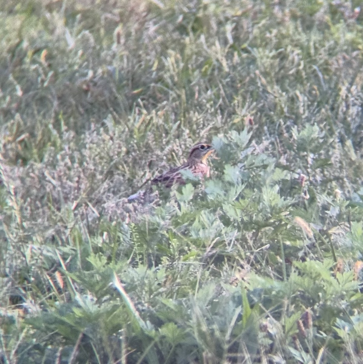 Eastern Meadowlark - ML642740268
