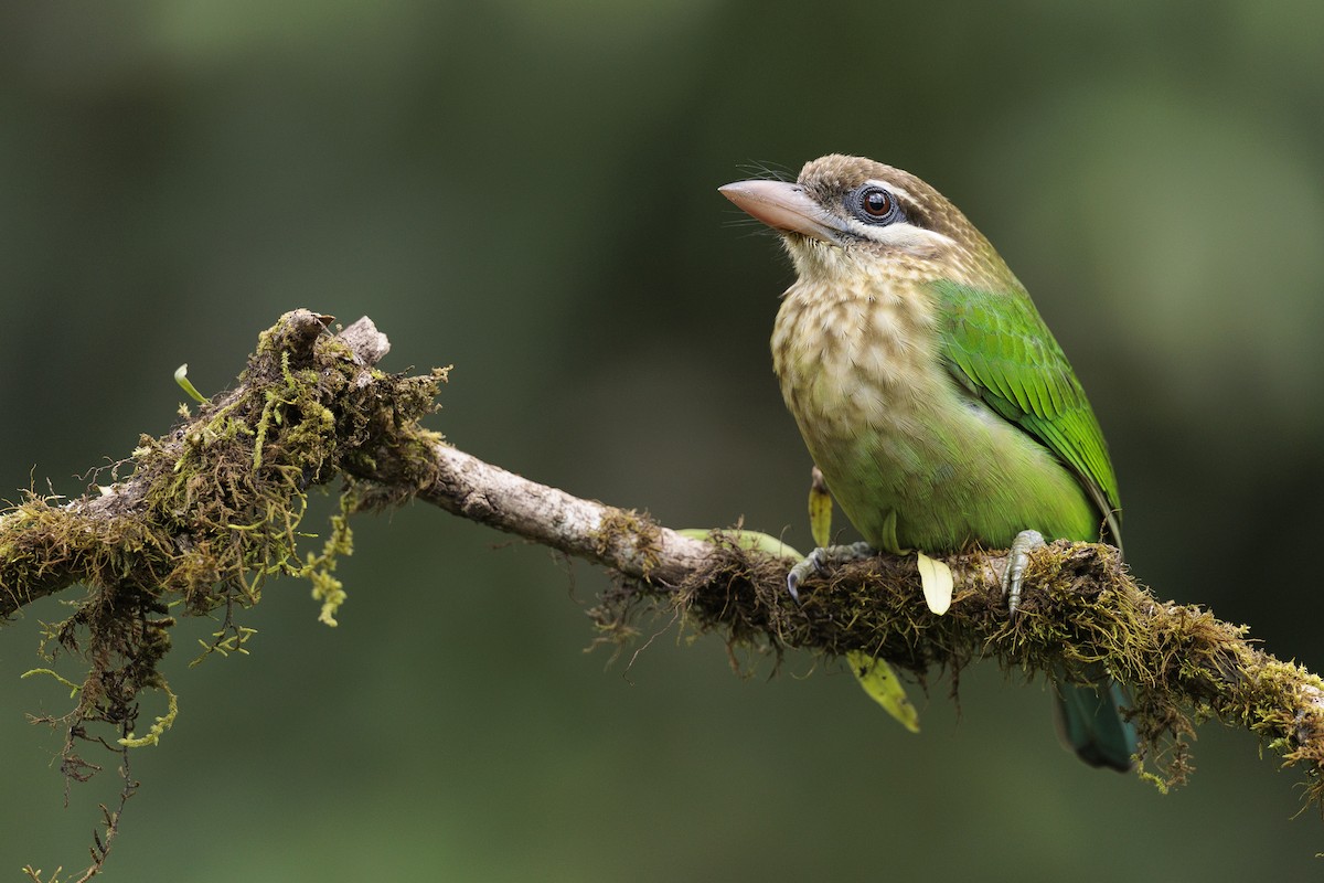 White-cheeked Barbet - ML642740269
